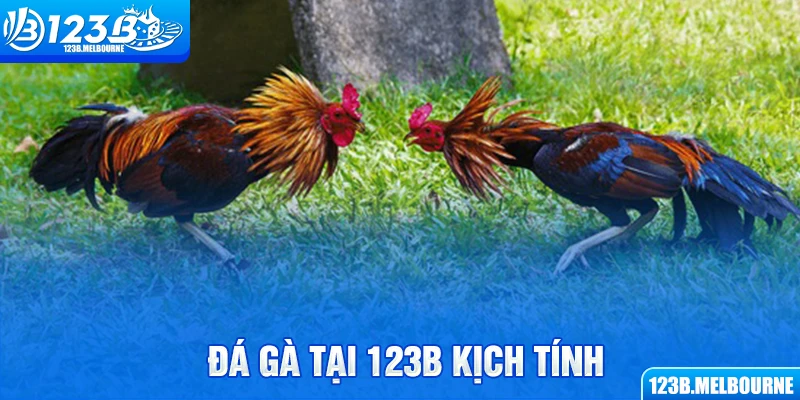 Đá gà tại 123B kịch tính
