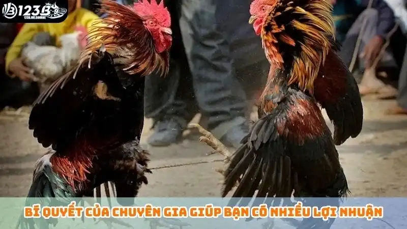 Đá gà chọi là gì? Tổng hợp các loại hình chọi gà phổ biến Bí quyết của chuyên gia giúp bạn có nhiều lợi nhuận