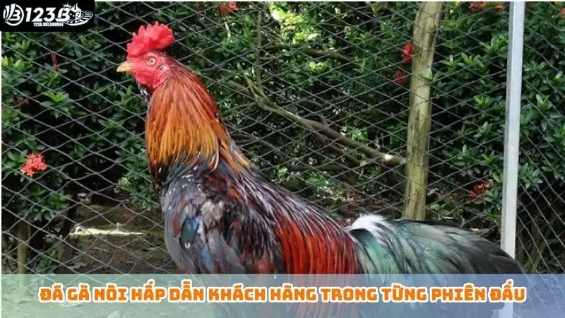 Đá gà miền Tây hôm nay - Nắm rõ luật chơi, tăng cơ hội thắng Đá gà nòi hấp dẫn khách hàng trong từng phiên đấu