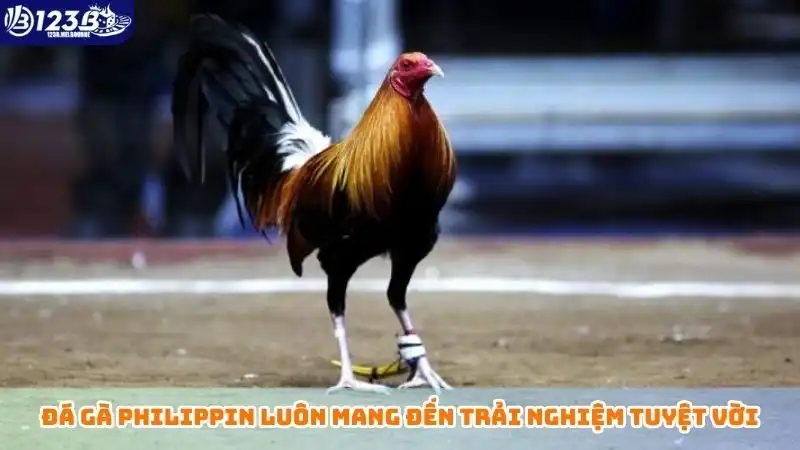 Đá gà chọi là gì? Tổng hợp các loại hình chọi gà phổ biến Đá gà Philippin luôn mang đến trải nghiệm tuyệt vời