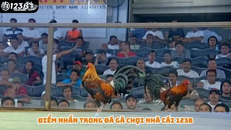 Đá gà chọi là gì? Tổng hợp các loại hình chọi gà phổ biến Điểm nhấn trong đá gà chọi nhà cái 123B