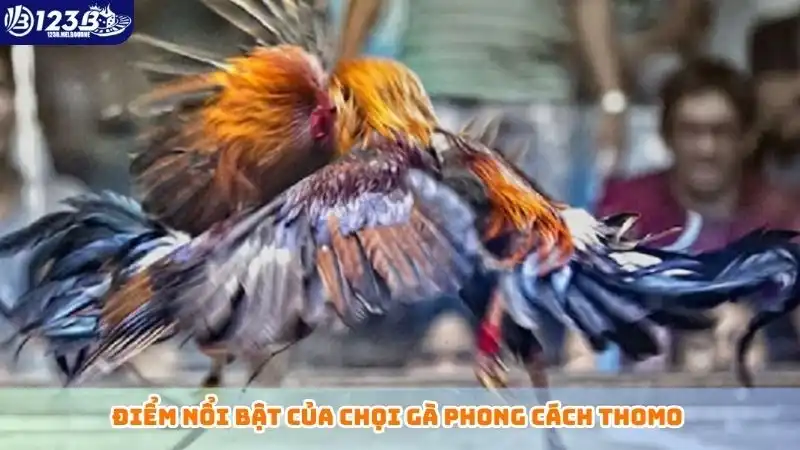 Điểm nổi bật của chọi gà phong cách thomo 