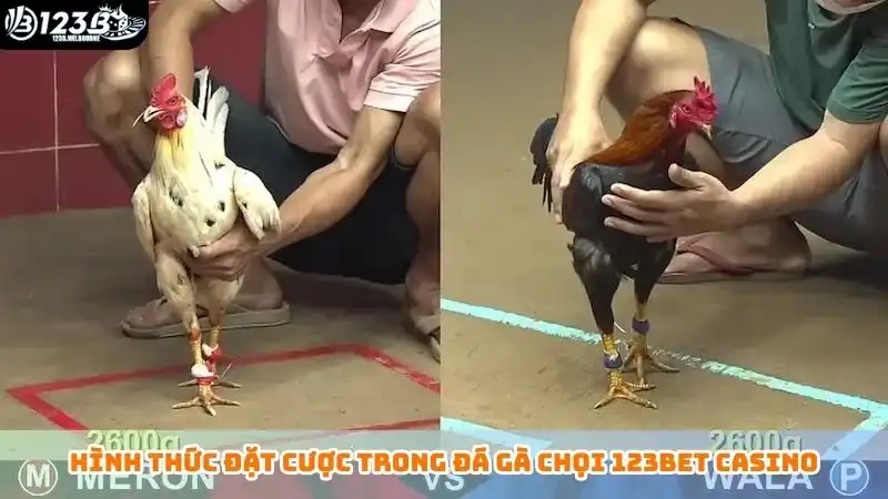 Hình thức đặt cược trong đá gà chọi 123bet casino