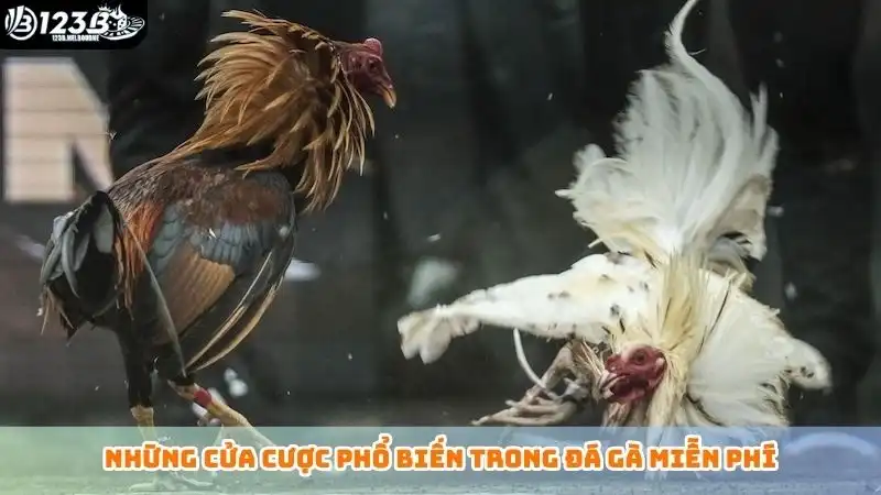 Những cửa cược phổ biến trong đá gà miễn phí