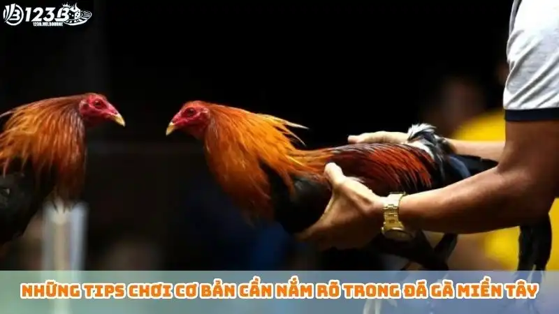 Những tips chơi cơ bản cần nắm rõ trong đá gà miền Tây