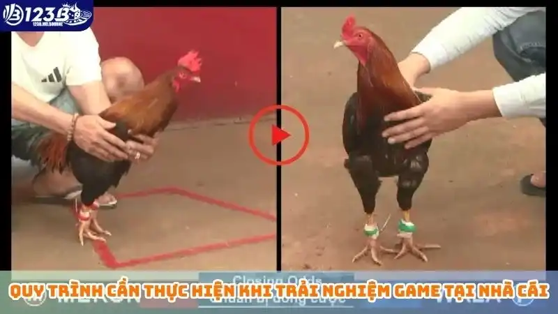 Đá gà miền Tây hôm nay - Nắm rõ luật chơi, tăng cơ hội thắng Quy trình cần thực hiện khi trải nghiệm game tại nhà cái